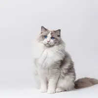 Kira-kira mana yang akan membuatmu jatuh cinta?