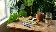 Cara Memperbanyak Tanaman Monstera agar Cepat Berakar dan Tumbuh Subur, Cocok untuk Pemula