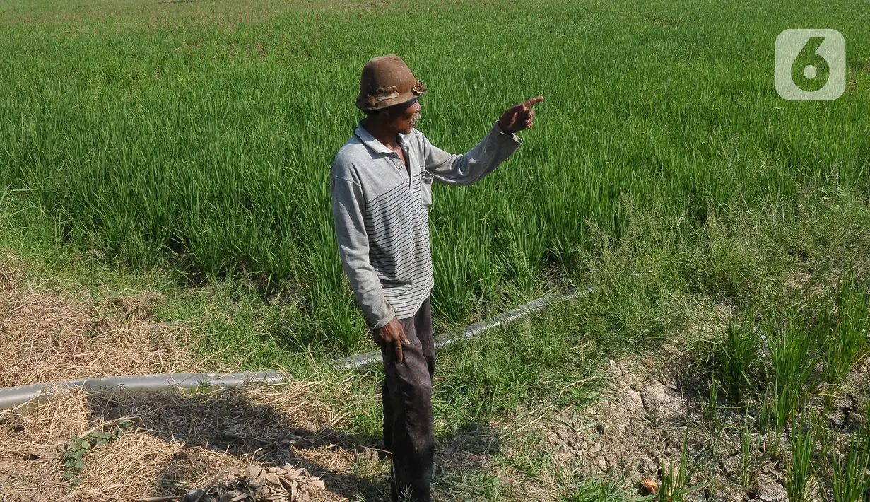 Nasim (67), petani sedang mengawasi pengairan sawahnya yang dilanda kekeringan di Babelan, Bekasi, Jawa Barat, Selasa (5/9/2023). (merdeka.com/Imam Buhori)