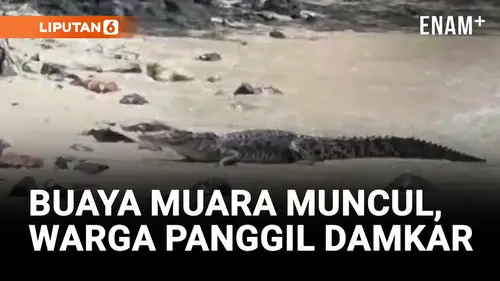 VIDEO: Geger! Buaya Muara Muncul di Tempat Wisata, Warga Langsung Panik!