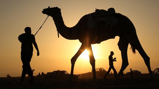Peserta joki membawa untanya dalam perlombaan balap unta lokal di Rafah, Jalur Gaza selatan (20/10/2019). Balapan unta ini menggunakan lintasan bekas landasan bandara Gaza yang sudah hancur di Rafah, Gaza selatan. (AFP Photo/Said Khatib)