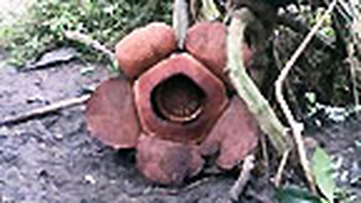 Rafflesia Patma Kembali Tumbuh di Kebun Raya Bogor