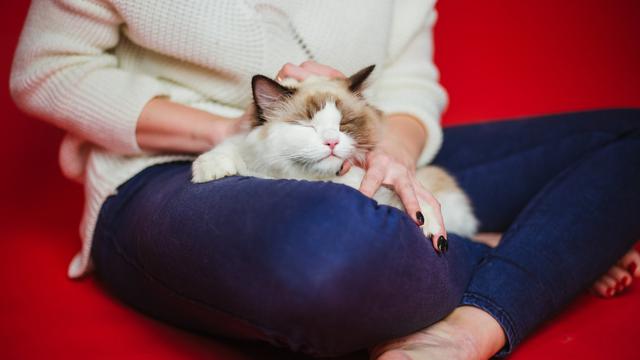 Kucing di pangkuan manusia