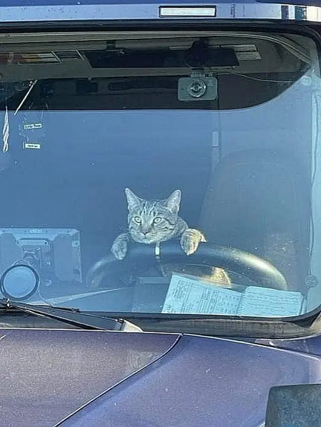 6 Tingkah Kucing Bergaya Bak Sopir Ini Bikin Geleng Kepala