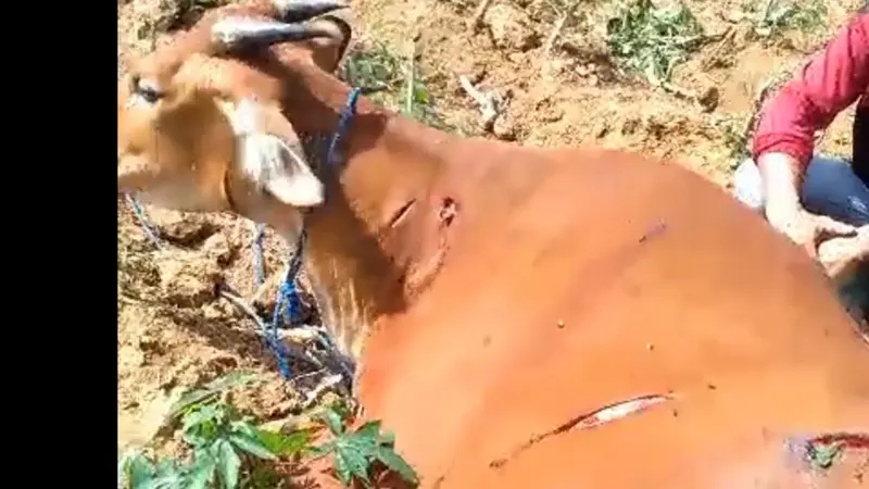 Kondisi sapi yang ditemukan mengalami sejumlah luka bacok. Foto (Istimewa)