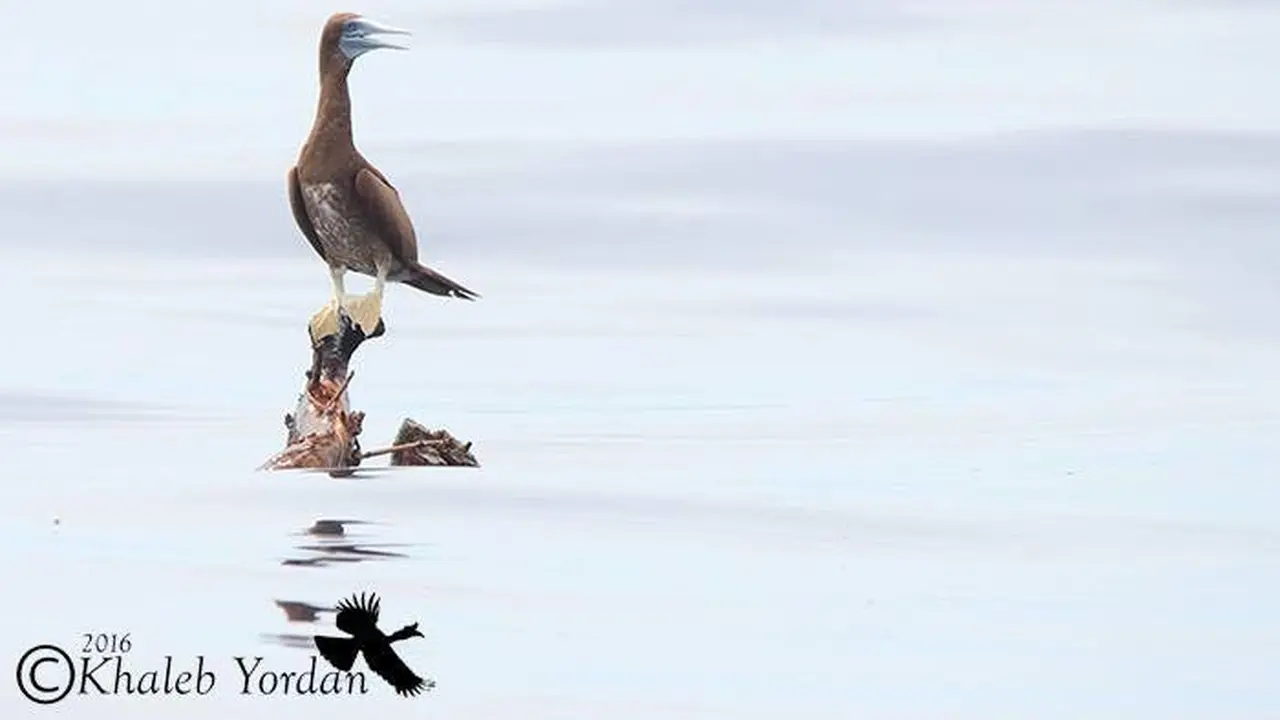 Burung Laut