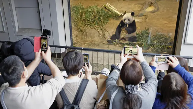 Ilustrasi panda