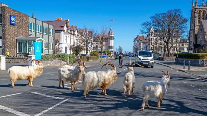 Kawanan kambing berjalan di jalan-jalan yang sepi di Llandudno, Wales utara, Selasa (31/3/2020). Kambing-kambing liar tersebut berkeliaran di jalanan kota yang tampak lengang selama pemberlakuan lockdown dalam upaya membatasi penyebaran virus corona di Kawasan tersebut. (Pete Byrne/PA via AP)
