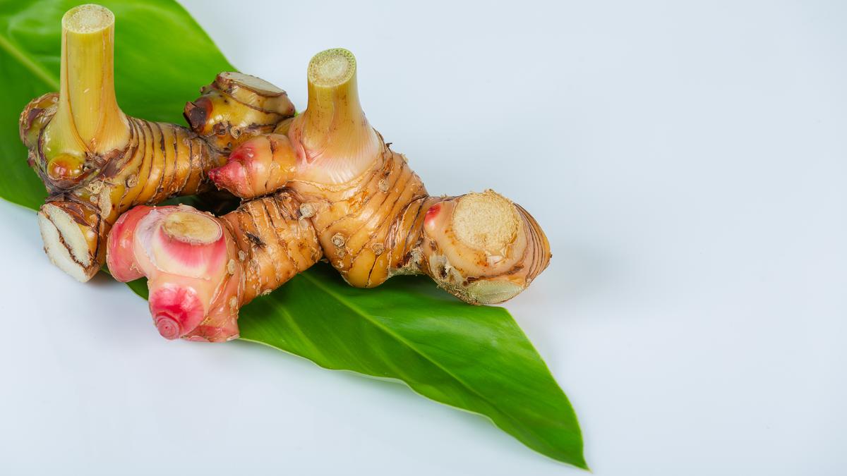 Lengkuas Berpotensi Jadi Bahan Baku Obat dan Kosmetik, Peneliti Ungkap Khasiatnya