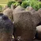 Survei Pohon Durian Berujung Hilangnya Batu Bersejarah Era Medang di Jember