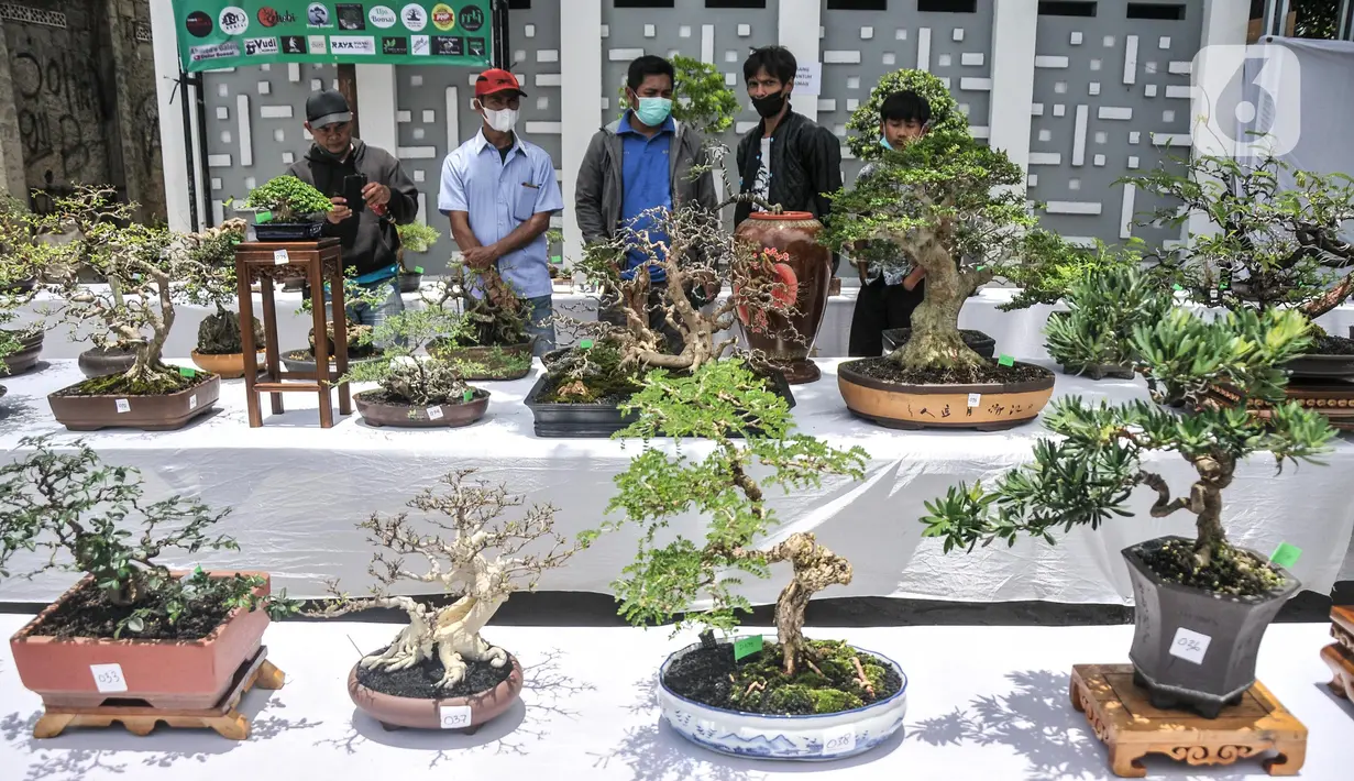 Pengunjung melihat koleksi pohon bonsai yang dipamerkan dalam acara Jengbreng BSC di kawasan Sawangan, Depok, Jawa Barat, Minggu (6/3/2022). Pameran digelar dalam rangka menjalin silaturahmi bagi pecinta bonsai sekaligus mengedukasi masyarakat tentang seni bonsai. (merdeka.com/Iqbal S. Nugroho)