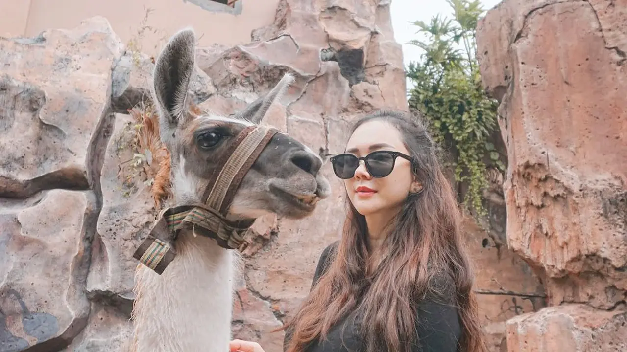 Aura Kasih dan Seekor Llama. (Instagram @aurakasih)