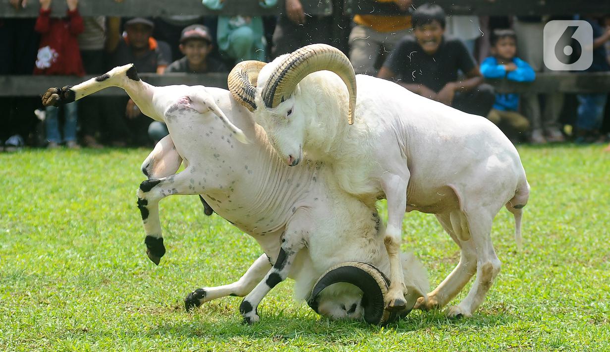Animo masyarakat sangat tinggi dalam menyaksikan seni ketangkasan domba Garut kali ini. (merdeka.com/Arie Basuki)