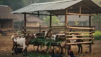 6 Tips Beternak Sederhana yang Efektif untuk Skala Rumahan hingga Desa