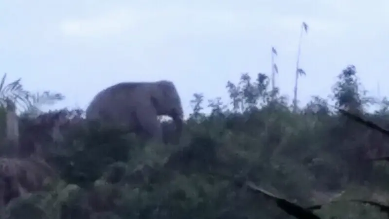 Gajah Tersesat di Kecamatan Kelayang, Warga Belingsatan