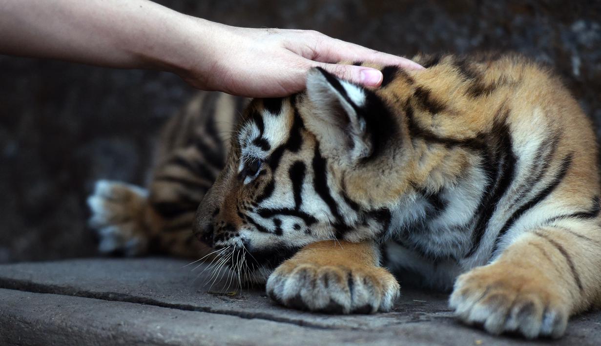 Seekor anak Harimau Bengal menikmati belaian di penampungan hewan FURESA, Jayaque, San Salvador, Selasa (31/1). Empat anak harimau bengal, sebuah spesies yang terancam punah, berhasil lahir melalui persalinan normal. (AFP PHOTO/ Marvin RECINOS)