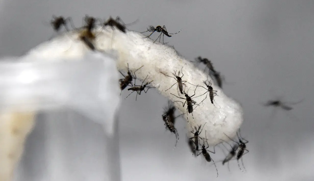 Nyamuk Aedes aegypti jantan sengaja diinfeksikan dengan bakteri Wolbachia, Singapura, Selasa (7/2). Ketika nyamuk Aedes aegypti jantan tersebut "berkencan" dengan si betina, mereka menghasilkan telur steril yang tidak menetas. (AFP Photo/Roslan R)