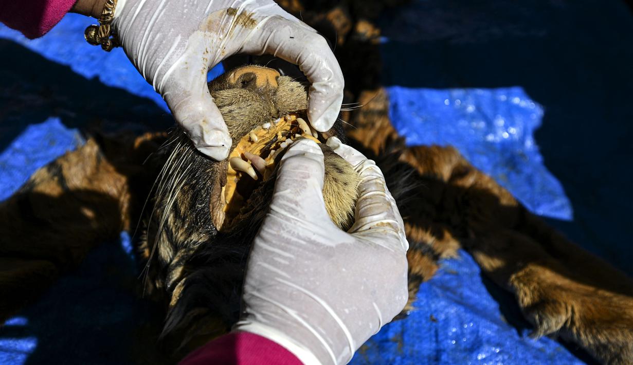 Dokter hewan BKSDA Aceh memeriksa gigi harimau sumatera saat melakukan forensik terbatas terhadap barang bukti kulit harimau sumatera hasil sitaan di Banda Aceh, Aceh, Rabu (1/12/2021). Forensik terbatas dilakukan untuk mengetahui jenis kelamin, usia dan penyebab kematian. (CHAIDEER MAHYUDDIN/AFP)