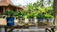 Trik Membuat Hidroponik Tanpa Listrik Agar Bisa Panen Banyak di Rumah
