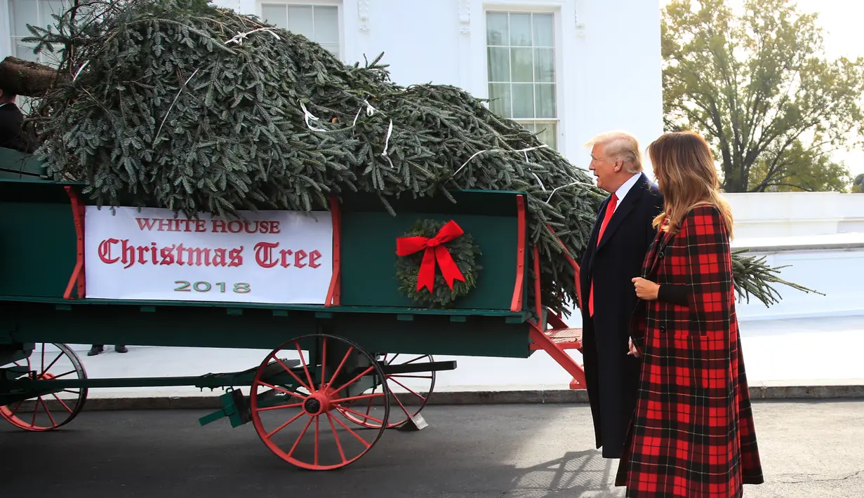 Presiden Donald Trump dan Melania Trump menerima pohon Natal di halaman Utara Gedung Putih, Washington, Senin (19/11). Pohon cemara setinggi hampir 6 meter itu akan dipajang di Ruang Biru Gedung Putih sejak tahun 1966. (AP/Manuel Balce Ceneta)