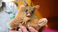 Heboh, Seekor Possum Menyelinap ke Area Toko Suvenir di Bandara Tasmania