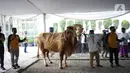 Sejumlah orang membawa sapi kurban sumbangan Gubernur DKI Jakarta Anies Baswedan di Balai Kota, Jakarta, Jumat (31/7/2020). Pada Hari Raya Idul Adha tahun ini, Anies menyumbangkan sapi kurban jenis limosin seberat 1,3 ton. (Liputan6.com/Immanuel Antonius)