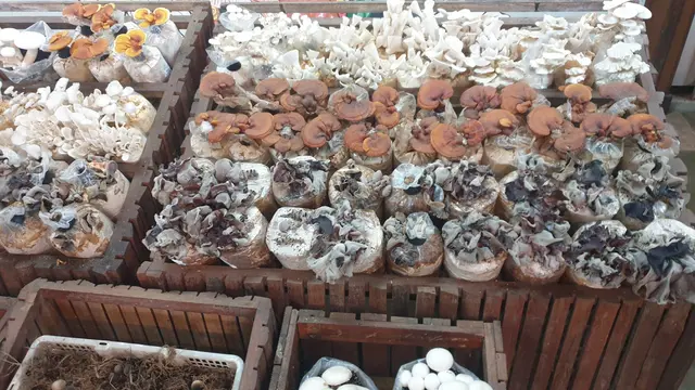 Perjalanan Ratidjo Harjo Merintis Resto Jejamuran, Bukti Sukses Tak Mengenal Usia