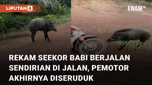 Nasib apes dialami oleh seorang pemotor saat berniat merekam babi berjalan sendirian di jalan