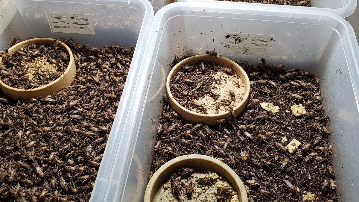 7 Kesalahan Pemula Saat Budidaya Jangkrik, Panen Melimpah dan Untung Berlipat