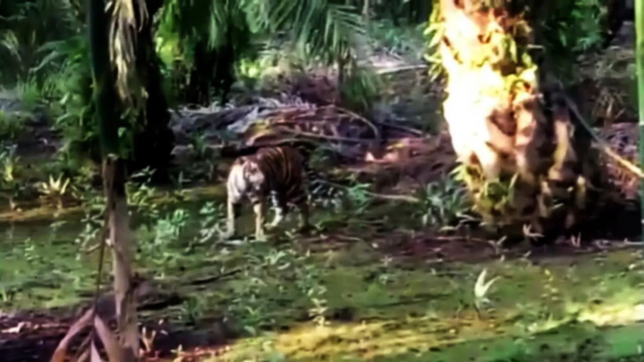 Harimau Sumatera