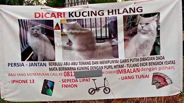 Beri Hadiah Mewah, Ini 6 Pengumuman Kucing Hilang Ini Bikin Heboh