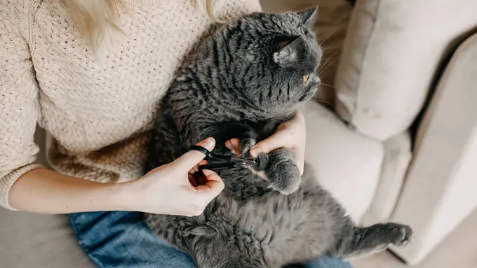 Kenapa Kuku Kucing Harus Dipotong?