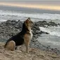 Kisah Haru Anjing Selalu ke Pantai, Setia Menunggu Pemiliknya yang Meninggal (Sumber: Oddity Central)