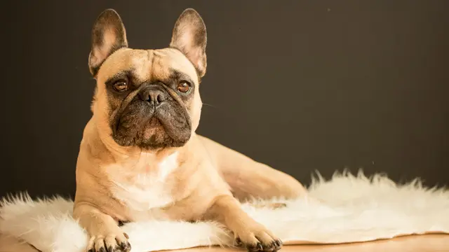 French Bulldog
