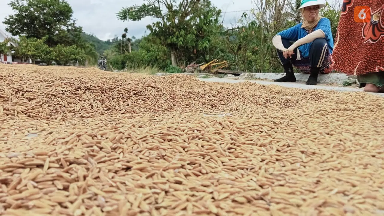 penjemuran gabah di Desa Palolo, Kabupaten Sigi, Sulawesi Tengah