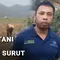 Imbas Kemarau, Lahan Kering Bendungan Cirata Disulap Jadi Kebun Palawija