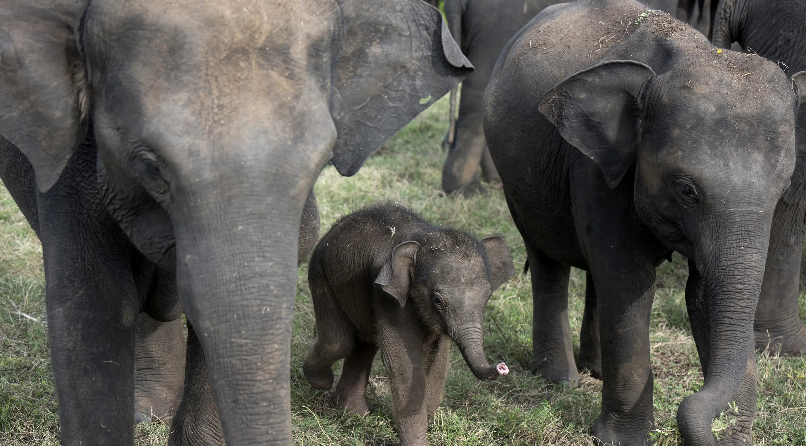 Seekor anak gajah terlihat di Taman Nasional Minneriya di Sri Lanka tengah utara (17/5). Taman ini merupakan tempat wisata yang populer untuk melihat gajah liar Asia berkumpul di lahan terbuka. (AFP Photo/Alex Ogle)