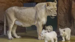 Induk singa putih langka Kiara berdiri dekat tiga anaknya di kebun binatang di Magdeburg, Jerman, Rabu (15/1/2020). Tiga singa putih langka berjenis kelamin satu jantan dan dua betina tersebut lahir pada 11 November 2019. (AP Photo/Jens Meyer)