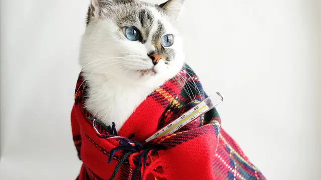 Tanda Kucing Sedang Kesakitan, Segera Bawa ke Dokter Hewan untuk Perawatan