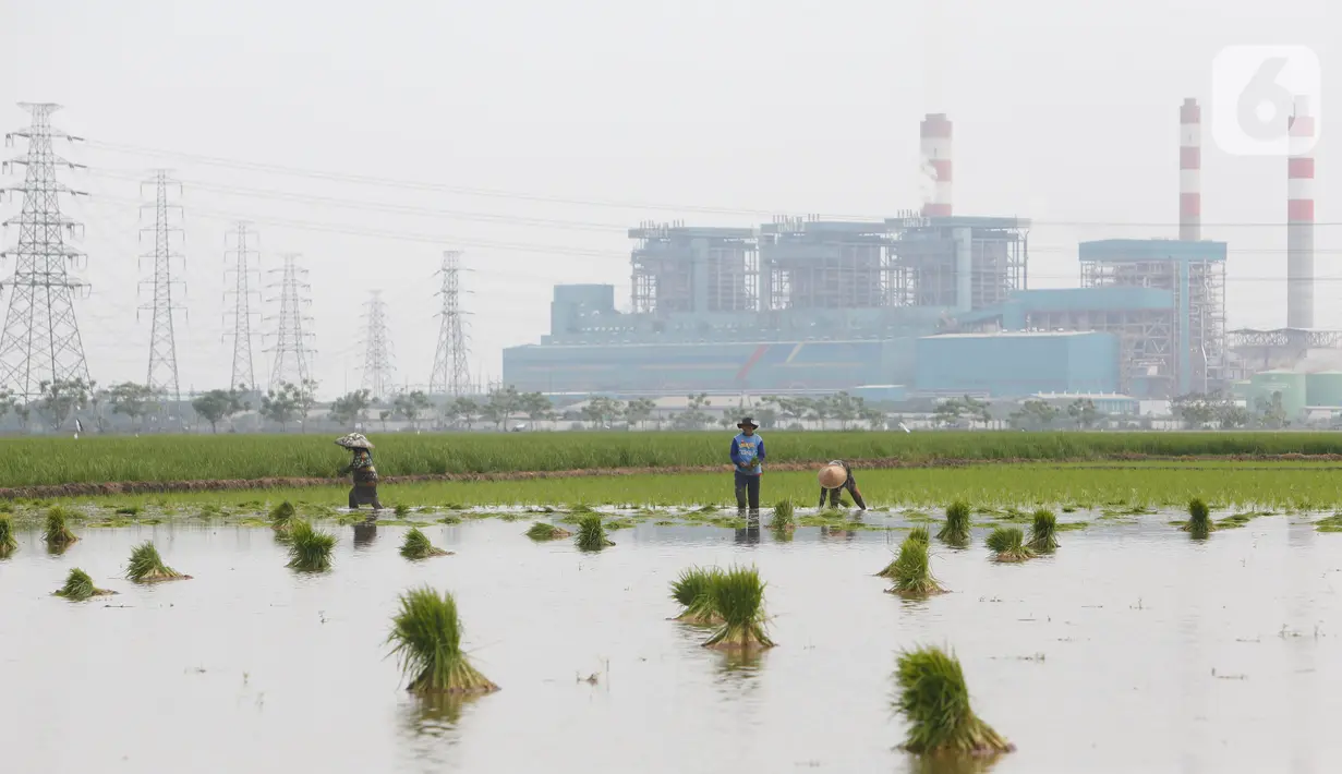 Petani tengah menggarap sawah di Kabupaten Tangerang, Senin (9/8/2021). Mentan Syahrul Yasin Limpo mengatakan sektor pertanian tahan terhadap dampak pandemi COVID-19 yang menyebabkan pertumbuhan ekonomi di sektor lain negatif, sementara di pertanian selalu positif. (Liputan6.com/Angga Yuniar)