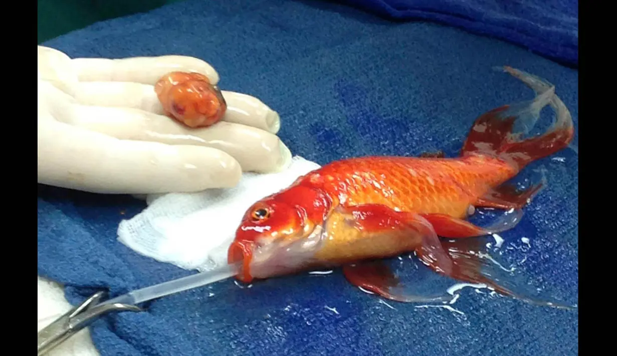 Akhirnya tumor di kepala George si ikan mas berhasil diangkat meski meninggalkan luka cukup besar yang sulit ditutup dan masih tetap berdarah, Australia, (16/9/14). (REUTERS/Lort Smith Animal Hospital/Handout via Reuters)