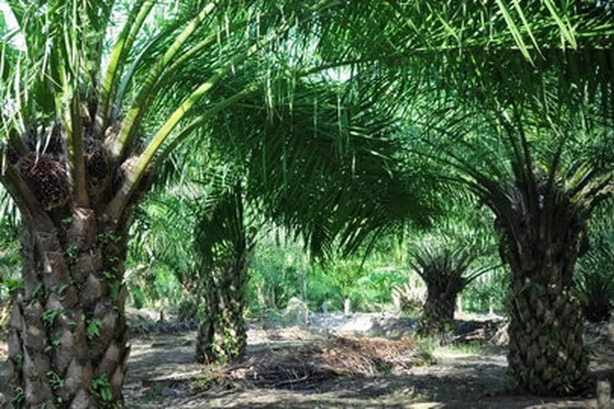 Wapres JK perjuangkan kelapa sawit Indonesia di forum APEC Manila