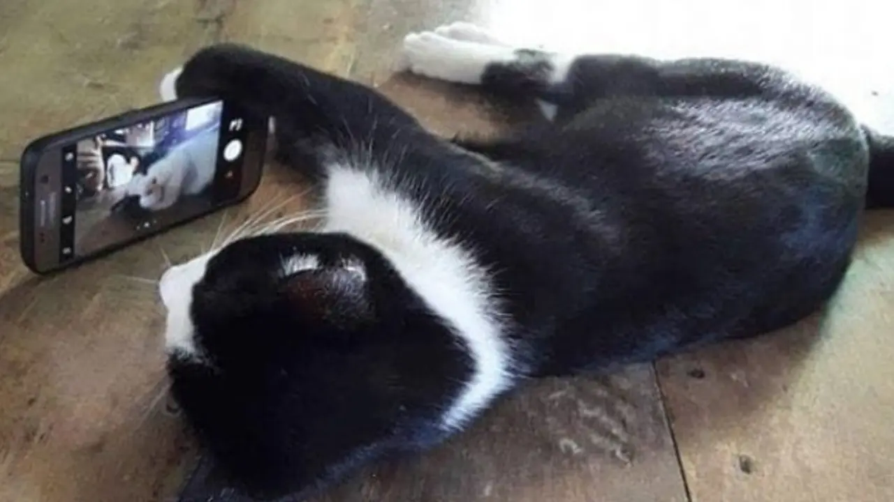 7 Potret Lucu Kucing Lagi Main dengan Benda Sekitar