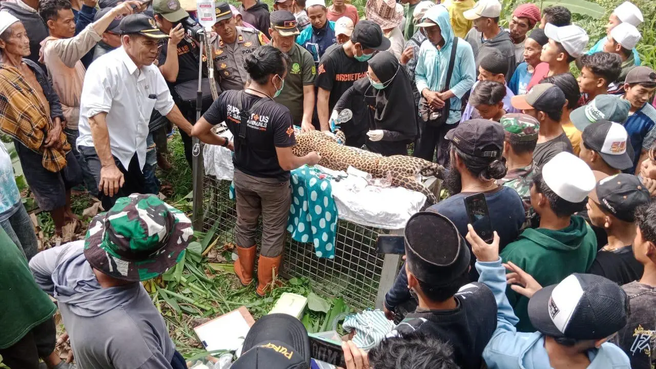 Evakuasi dan penanganan macan tutul Jawa oleh  BKSDA dan PPSC Nyalindung Kabupaten Sukabumi (Liputan6.com/Istimewa).