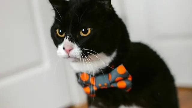 Rexie Roo, kucing penyandang disabilitas