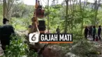 vertical gajah