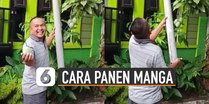 VIDEO: Kreatif, Cara Pria Memanen Buah Mangga Tanpa Melukainya