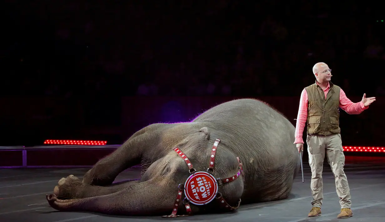 Pelatih gajah bernama Ryan Henning saat mempertunjukkan aksi gajah untuk sebuah pertunjukan sirkus gajah Ringling Bros dan Barnum & Bailey Circus ' " Circus Ekstrim " di Casey Plaza, Pennsylvania , AS , 30 April 2016. (REUTERS / Andrew Kelly)