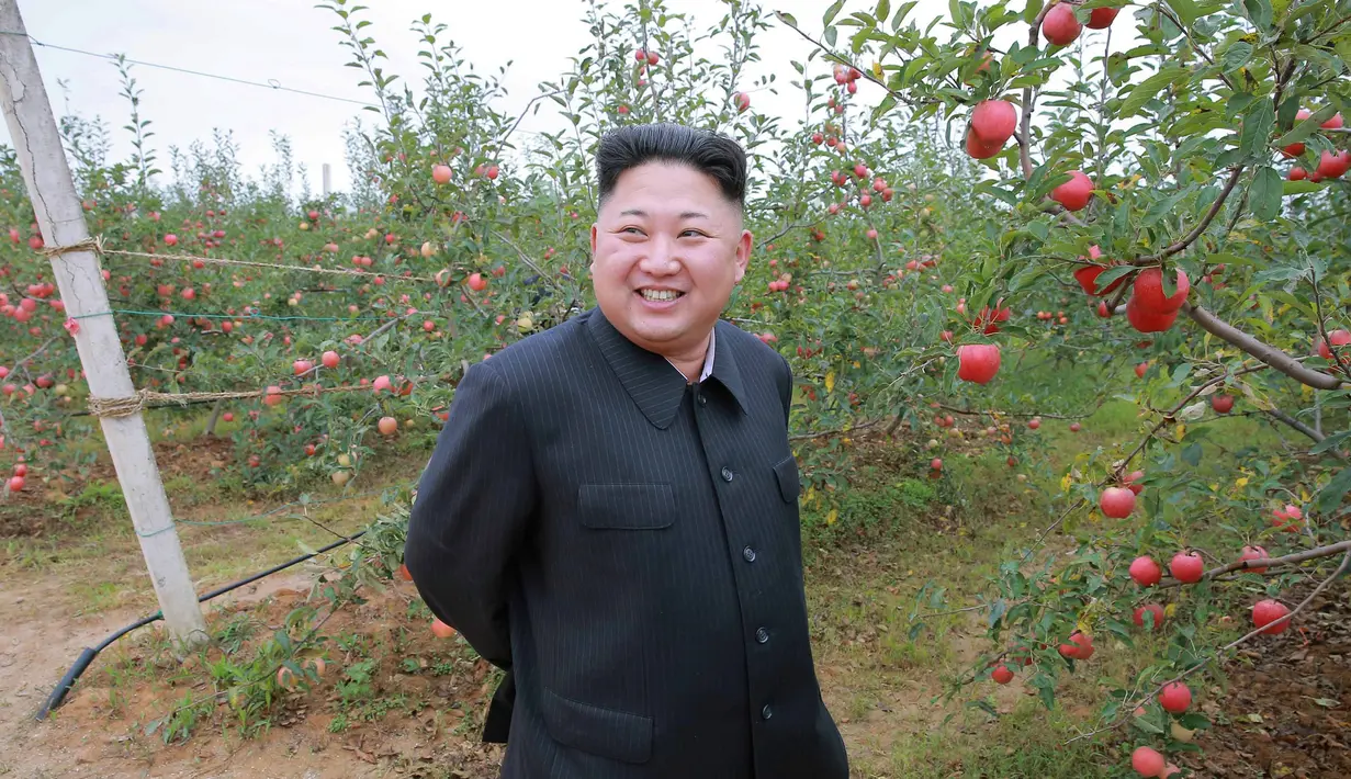 Pemimpin Korea Utara Kim Jong Un berpose di kebun apel saat panen di Pyongyang, Minggu (18/9). Selain untuk melihat hasil panen, kedatangan Kim Jong Un juga untuk memberi bimbingan kepada Kosan Combined Fruit Farm. (REUTERS/KCNA) 