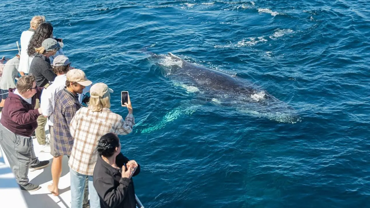 Ekspedisi Pencarian Paus di Queensland